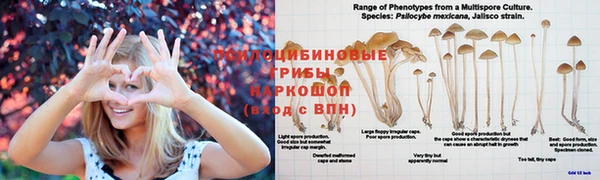 молекула духа Бугульма
