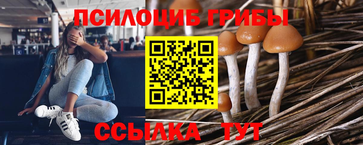 Галлюциногенные грибы Psilocybine cubensis  Вход с VPN  Кузнецк 
